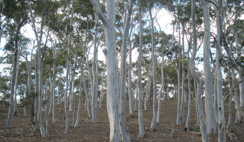 Green Track - Attractions Sydney 1