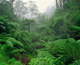 Tarra Bulga National Park - Attractions Sydney 0