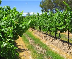 Misty Glen Wines And Cottage - Attractions Sydney 1