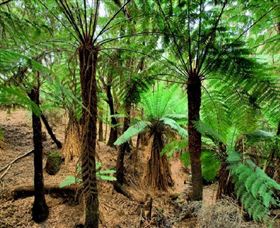 Pegarah Private Nature Reserve & Parenna Place - Attractions Sydney 0