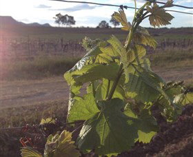 Drayton's Family Wines - Attractions Sydney 1