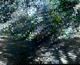 Cave Creek Walking Track - Attractions Sydney 3