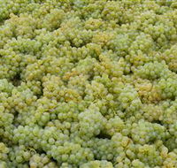 Normanby Wines - Attractions Sydney