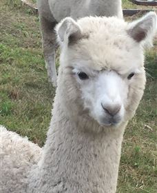 Storybook Alpacas - Attractions Sydney 0