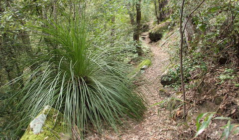 Dharug National Park - Attractions Sydney 2