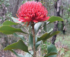 Olney State Forest - Watagan Mountains - Attractions Sydney 1