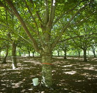 Sassafras Nuts - Attractions Sydney