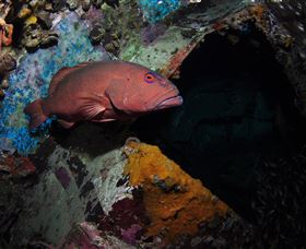 Severance Shipwreck Dive Site - Attractions Sydney 1