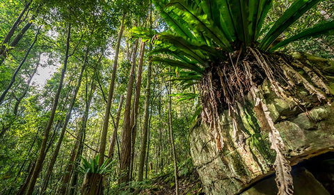 Palm Grove Nature Reserve - Attractions Sydney 1