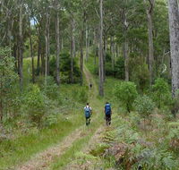 The Green Gully track - Attractions Sydney