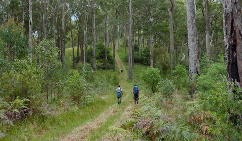 The Green Gully Track - Attractions Sydney 0