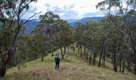 The Green Gully Track - Attractions Sydney 1