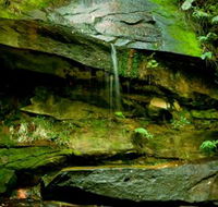 Strickland State Forest - Attractions Sydney