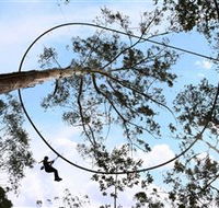 TreeTops Crazy Rider - Attractions Sydney