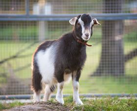 Amazement Farm And Fun Park / Cafe And Farmstay Accommodation - Attractions Sydney 3