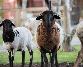 Amazement Farm And Fun Park / Cafe And Farmstay Accommodation - Attractions Sydney 4