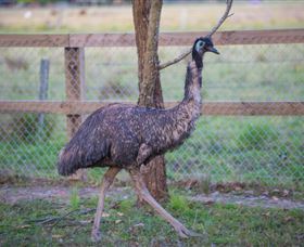 Amazement Farm And Fun Park / Cafe And Farmstay Accommodation - Attractions Sydney 6