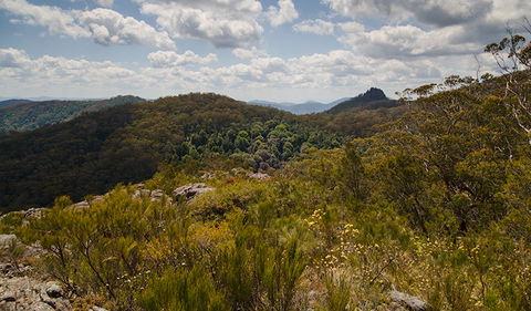 Werrikimbe National Park - Attractions Sydney 1