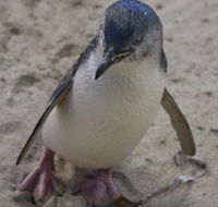 Penguin Island Boardwalks and Walk Trail - Attractions Sydney