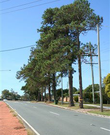 Anzac Memorial Avenue, Redcliffe - Attractions Sydney 1