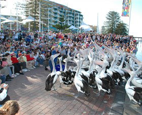 Pelican Feeding - Attractions Sydney 0