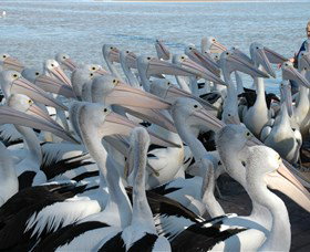 Pelican Feeding - Attractions Sydney 2