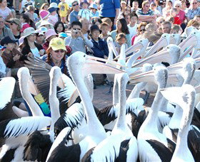 Pelican Feeding - Attractions Sydney 1