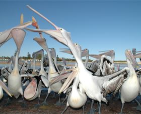 Pelican Feeding - Attractions Sydney 3