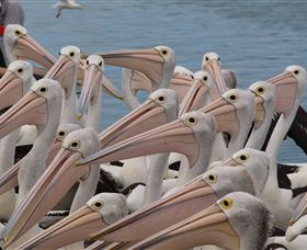 Pelican Feeding - Attractions Sydney 4