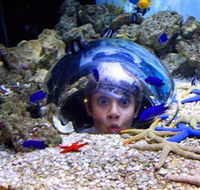 Sea Life Sunshine Coast - Attractions Sydney