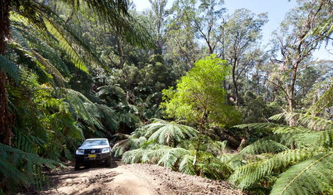 Wadbilliga Road Drive - Attractions Sydney 3