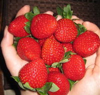 The Strawberry Farm - Attractions Sydney