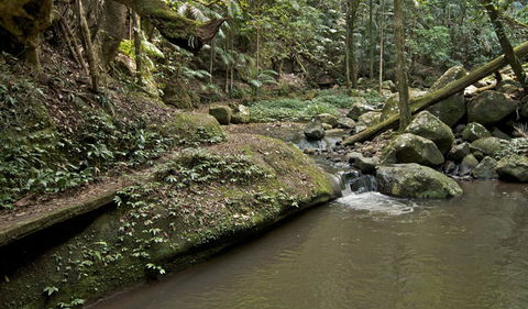 Booyong Walking Track - Attractions Sydney 1