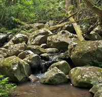 Booyong walking track - Attractions Sydney