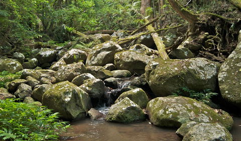 Booyong Walking Track - Attractions Sydney 0