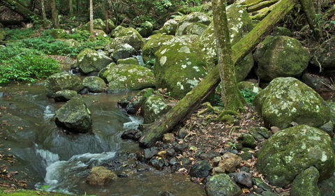Booyong Walking Track - Attractions Sydney 2