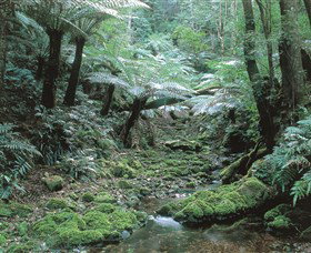 The Corn Trail Walk - Attractions Sydney 0
