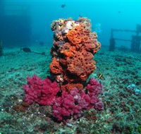 HMAS Brisbane Dive Site - Attractions Sydney