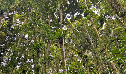 Red Cedar Loop - Attractions Sydney 2