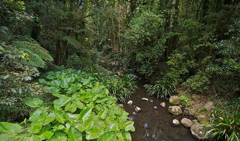 Brindle Creek Picnic Area - Attractions Sydney 1