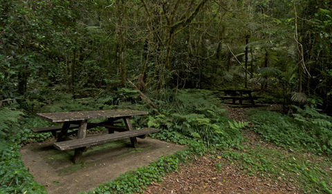 Brindle Creek Picnic Area - Attractions Sydney 2