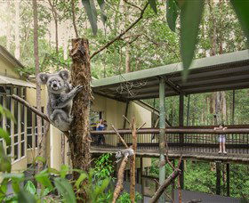 Daisy Hill Koala Centre - Attractions Sydney 0
