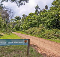 Antarctic Beech picnic area - Attractions Sydney