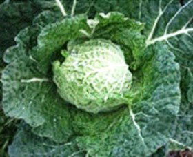 Merry Maidens Veggies - Attractions Sydney 2