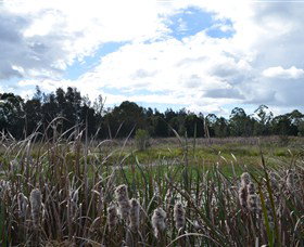 Jabiru Geenbeebeinga Wetlands - Attractions Sydney 1