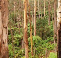 Cycle Mogo State Forest - Attractions Sydney