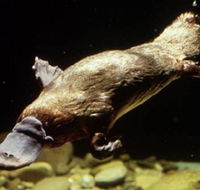 Platypus Pool - Attractions Sydney