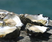 Jim Wilds Oyster Service