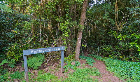 Falcorostrum Loop Walking Track - Attractions Sydney 0
