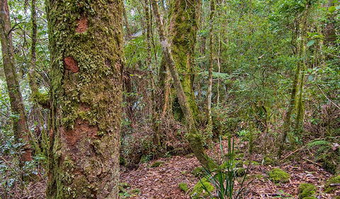 Falcorostrum Loop Walking Track - Attractions Sydney 2